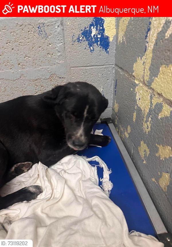 Lost Male Dog last seen Indian School and Constitution, Albuquerque, NM 87112