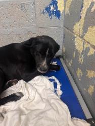 Lost Male Dog last seen Indian School and Constitution, Albuquerque, NM 87112