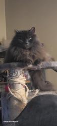 Lost Female Cat last seen 2nd Street and 99w, Dundee, OR 97115