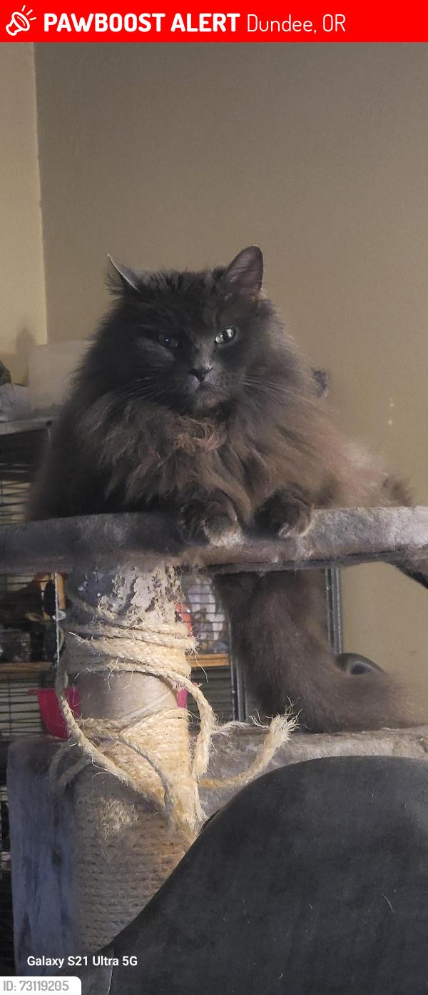 Lost Female Cat last seen 2nd Street and 99w, Dundee, OR 97115