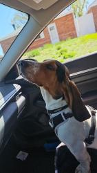 Reunited Male Dog last seen Near Hoffman Way, Thornton, CO 80229, USA, Thornton, CO 80229