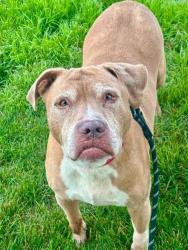 Shelter Stray Male Dog last seen OFALLON, 4850 Mid Rivers Mall Dr, St Peters, MO 63376, USA