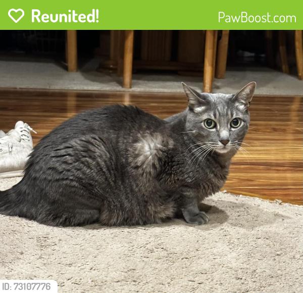 Reunited Male Cat last seen Gold Rd Stormville, East Fishkill, NY 12582