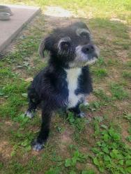 Shelter Stray Male Dog last seen WENTZVILLE, 4850 Mid Rivers Mall Dr, St Peters, MO 63376, USA