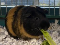 Shelter Stray Male Other last seen , West Valley Animal Shelter, 20655 Plummer St, Chatsworth, CA 91311, USA