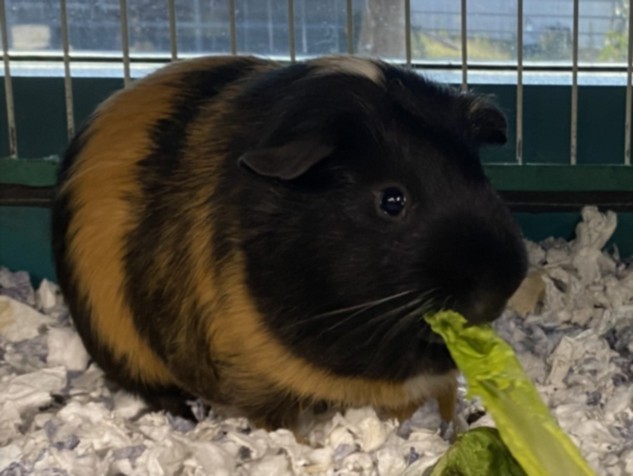 Shelter Stray Male Other last seen , West Valley Animal Shelter, 20655 Plummer St, Chatsworth, CA 91311, USA