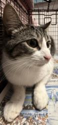 Shelter Stray Female Cat last seen , West Valley Animal Shelter, 20655 Plummer St, Chatsworth, CA 91311, USA