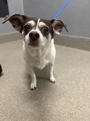 Shelter Stray Female Dog last seen N MOJAVE RD & E WASHINGTON AVE, 655 N Mojave Rd, Las Vegas, NV 89101, USA