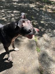 Shelter Stray Male Dog last seen CANTERBURY, 1601 Airport Rd, Shelby, NC 28150, USA