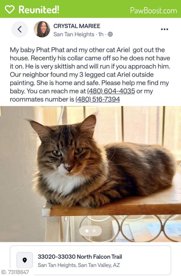 Reunited Male Cat last seen N falcon trail, San Tan Valley, AZ 85142