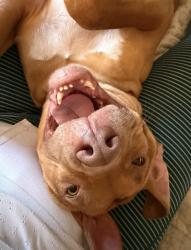 Reunited Female Dog last seen Royal ave & Corto, Simi Valley, CA 93065
