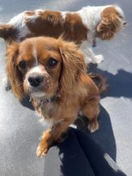 Reunited Female Dog last seen Near Byrd Rd, Riviera Beach, MD 21122, USA, Riviera Beach, MD 21122