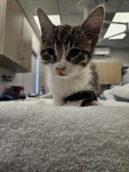 Shelter Stray Female Cat last seen Edison Ave at WRIGHT ST, Sacramento County, CA, 6201 Florin Perkins Rd, Sacramento, CA 95828, USA