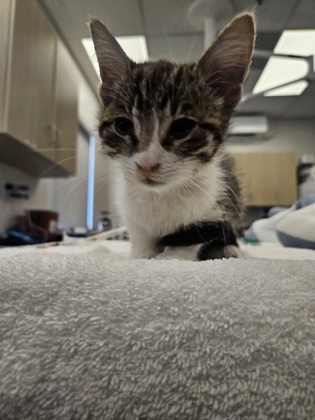 Shelter Stray Female Cat last seen Edison Ave at WRIGHT ST, Sacramento County, CA, 6201 Florin Perkins Rd, Sacramento, CA 95828, USA