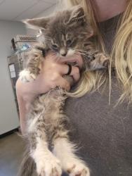 Shelter Stray Male Cat last seen Edison Ave at WRIGHT ST, Sacramento County, CA, 6201 Florin Perkins Rd, Sacramento, CA 95828, USA