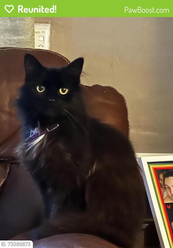 Reunited Male Cat last seen Burnage, Burnage, England M19