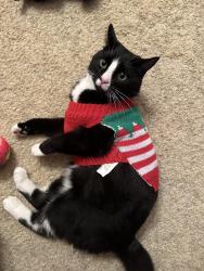 Lost Male Cat last seen 135ave 64 street, Edmonton, AB T5A 0Y9