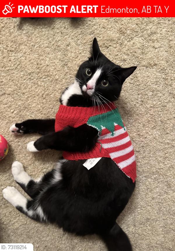 Lost Male Cat last seen 135ave 64 street, Edmonton, AB T5A 0Y9