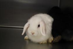 Shelter Stray Female Other last seen , 11361 W Pico Blvd, Los Angeles, CA 90064, USA