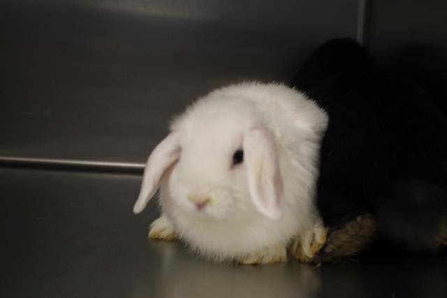 Shelter Stray Female Other last seen , 11361 W Pico Blvd, Los Angeles, CA 90064, USA