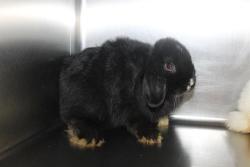 Shelter Stray Female Other last seen , 11361 W Pico Blvd, Los Angeles, CA 90064, USA