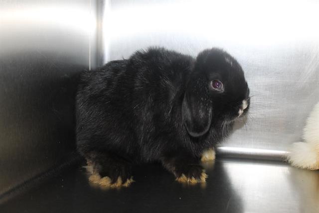Shelter Stray Female Other last seen , 11361 W Pico Blvd, Los Angeles, CA 90064, USA