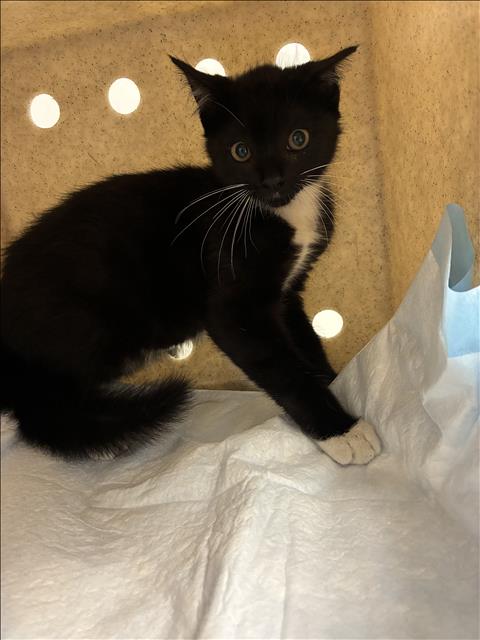 Shelter Stray Female Cat last seen , 11361 W Pico Blvd, Los Angeles, CA 90064, USA