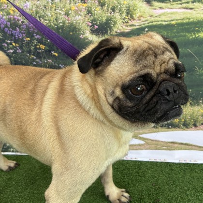 Shelter Stray Male Dog last seen Harvey Mitchell Pkwy S and Holleman Dr W, City of College Station, TX, 5359 Leonard Rd, Bryan, TX 77807, USA