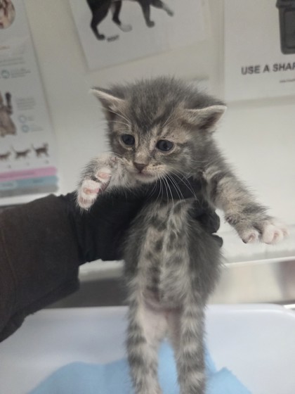 Shelter Stray Female Cat last seen Near 88th ave, Oakland, CA, 1101 29th Ave, Oakland, CA 94601, USA