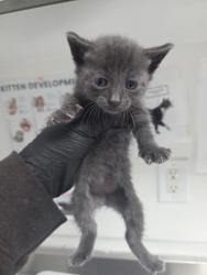 Shelter Stray Female Cat last seen Near 88th ave, Oakland, CA, 1101 29th Ave, Oakland, CA 94601, USA