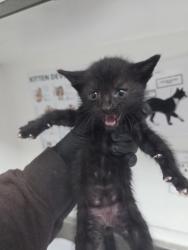 Shelter Stray Male Cat last seen Near 88th ave, Oakland, CA, 1101 29th Ave, Oakland, CA 94601, USA