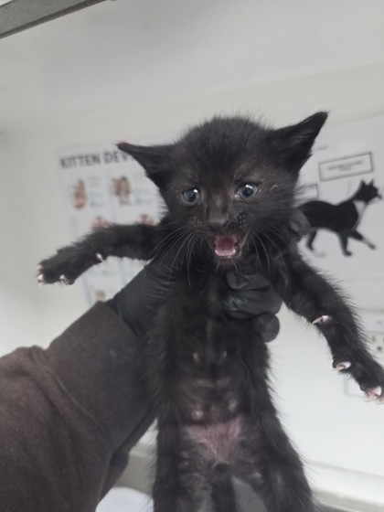 Shelter Stray Male Cat last seen Near 88th ave, Oakland, CA, 1101 29th Ave, Oakland, CA 94601, USA