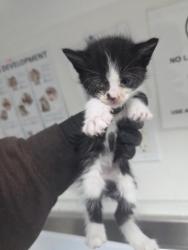 Shelter Stray Female Cat last seen Near 88th ave, Oakland, CA, 1101 29th Ave, Oakland, CA 94601, USA
