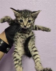 Shelter Stray Female Cat last seen Near Balsam DR, CITY of El Paso, TX, 5001 Fred Wilson Ave, El Paso, TX 79906, USA
