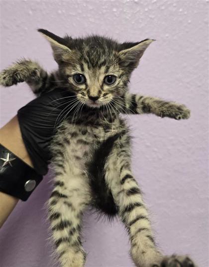 Shelter Stray Female Cat last seen Near Balsam DR, CITY of El Paso, TX, 5001 Fred Wilson Ave, El Paso, TX 79906, USA