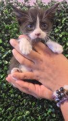 Shelter Stray Male Cat last seen Near Medina St, CITY of El Paso, TX, 5001 Fred Wilson Ave, El Paso, TX 79906, USA