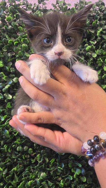 Shelter Stray Male Cat last seen Near Medina St, CITY of El Paso, TX, 5001 Fred Wilson Ave, El Paso, TX 79906, USA