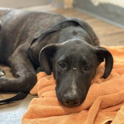 Shelter Stray Male Dog last seen 951A Heritage Road, San Diego, CA, 92154, 5500 Gaines St, San Diego, CA 92110, USA
