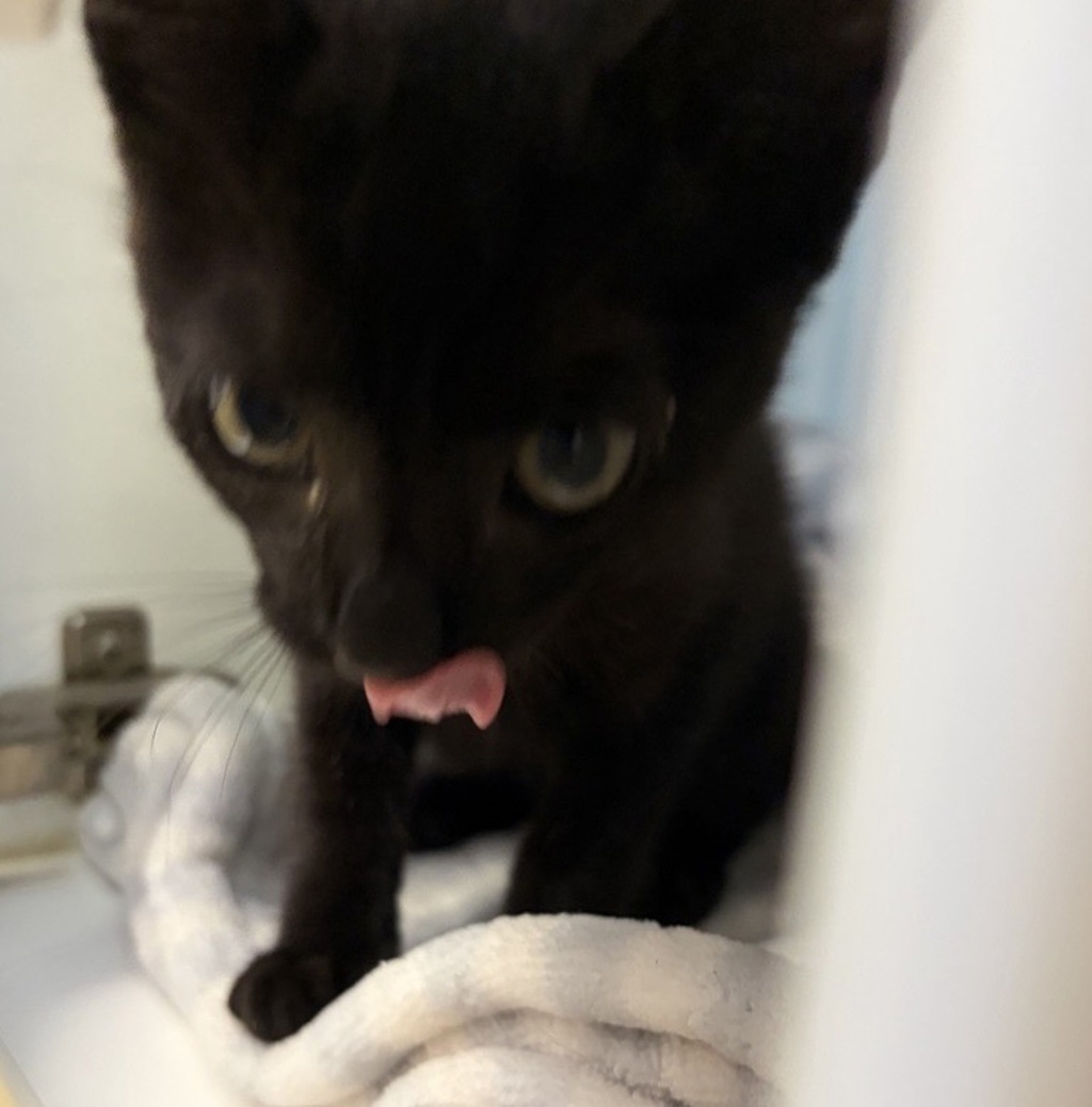 Shelter Stray Male Cat last seen Near View Pointe Avenue, Escondido, CA, 92027, Escondido, CA 92027, USA