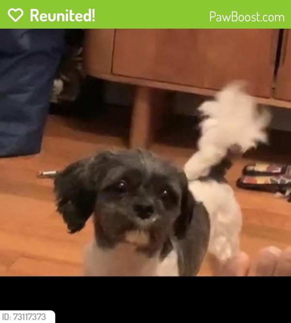 Reunited Female Dog last seen 115th Ave and 166th st, Queens, NY 11366