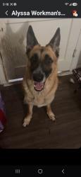Reunited Female Dog last seen West berry/hemphill/ behind the neighborhood walmart, Fort Worth, TX 76110