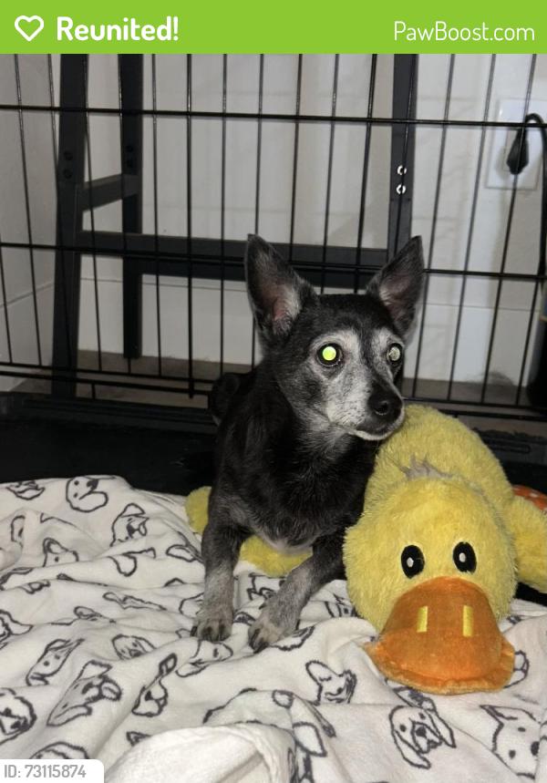 Reunited Female Dog last seen Grand Teton Dr and Durango Dr, Las Vegas, NV 89131