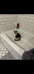 Reunited Female Cat last seen On the West side of E 14th street between Washington and Jefferson st., Des Moines, IA 50316