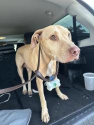Reunited Male Dog last seen Found on HWY 59 around Memorial Hermann Southwest, Houston, TX 77074