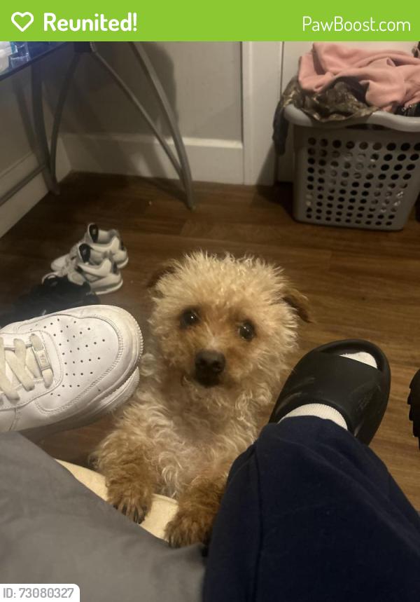 Reunited Male Dog last seen N Shadeland Ave, Indianapolis, IN 46219