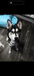 Reunited Male Dog last seen Near Los Angeles and Sherman ave, Monrovia, CA 91016