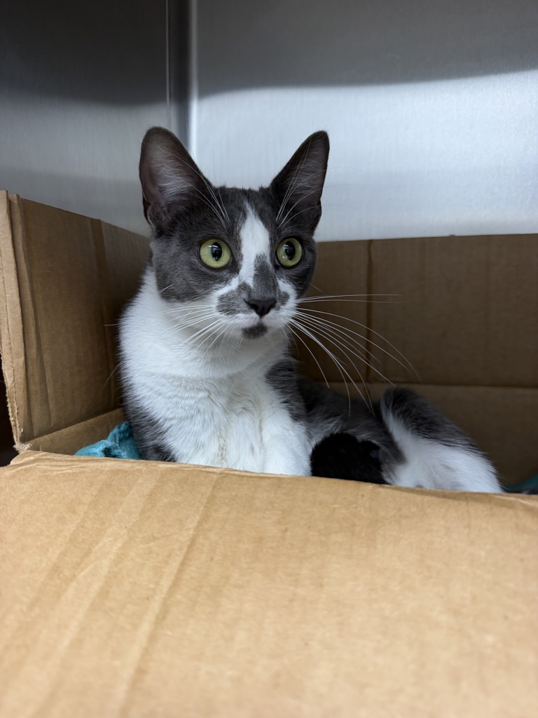 Shelter Stray Female Cat last seen Near St. Julien Avenue, LAFAYETTE, LA, 70506, 410 Dugas Rd, Lafayette, LA 70507, USA