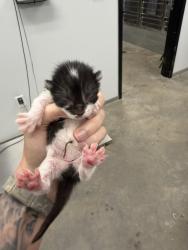 Shelter Stray Female Cat last seen Near St. Julien Avenue, LAFAYETTE, LA, 70506, 410 Dugas Rd, Lafayette, LA 70507, USA