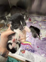 Shelter Stray Male Cat last seen Near St. Julien Avenue, LAFAYETTE, LA, 70506, 410 Dugas Rd, Lafayette, LA 70507, USA