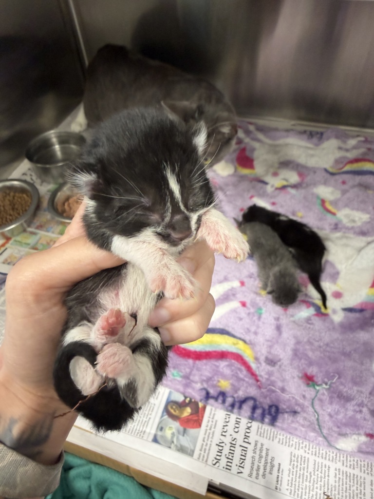 Shelter Stray Male Cat last seen Near St. Julien Avenue, LAFAYETTE, LA, 70506, 410 Dugas Rd, Lafayette, LA 70507, USA